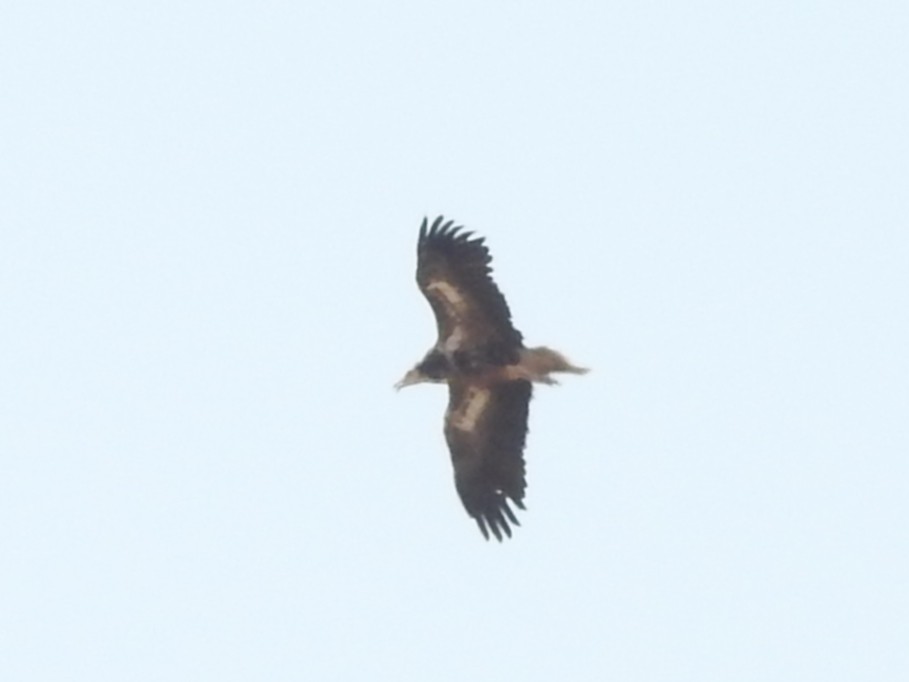 Egyptian Vulture - ML638279926