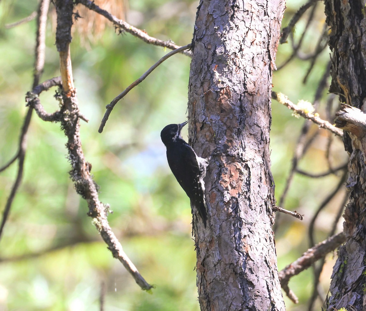 Black-backed Woodpecker - ML638279931