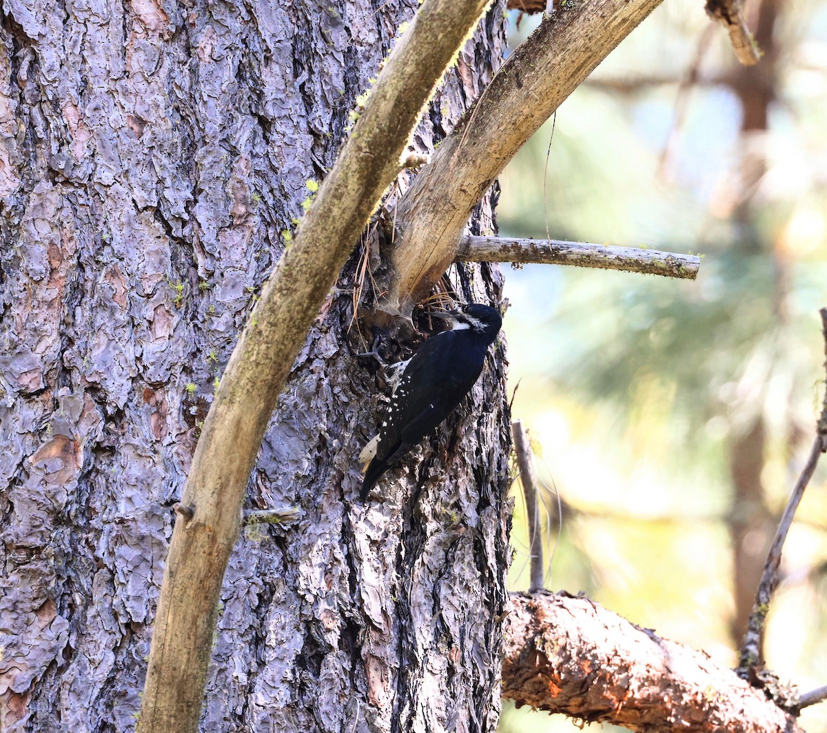 Black-backed Woodpecker - ML638279932