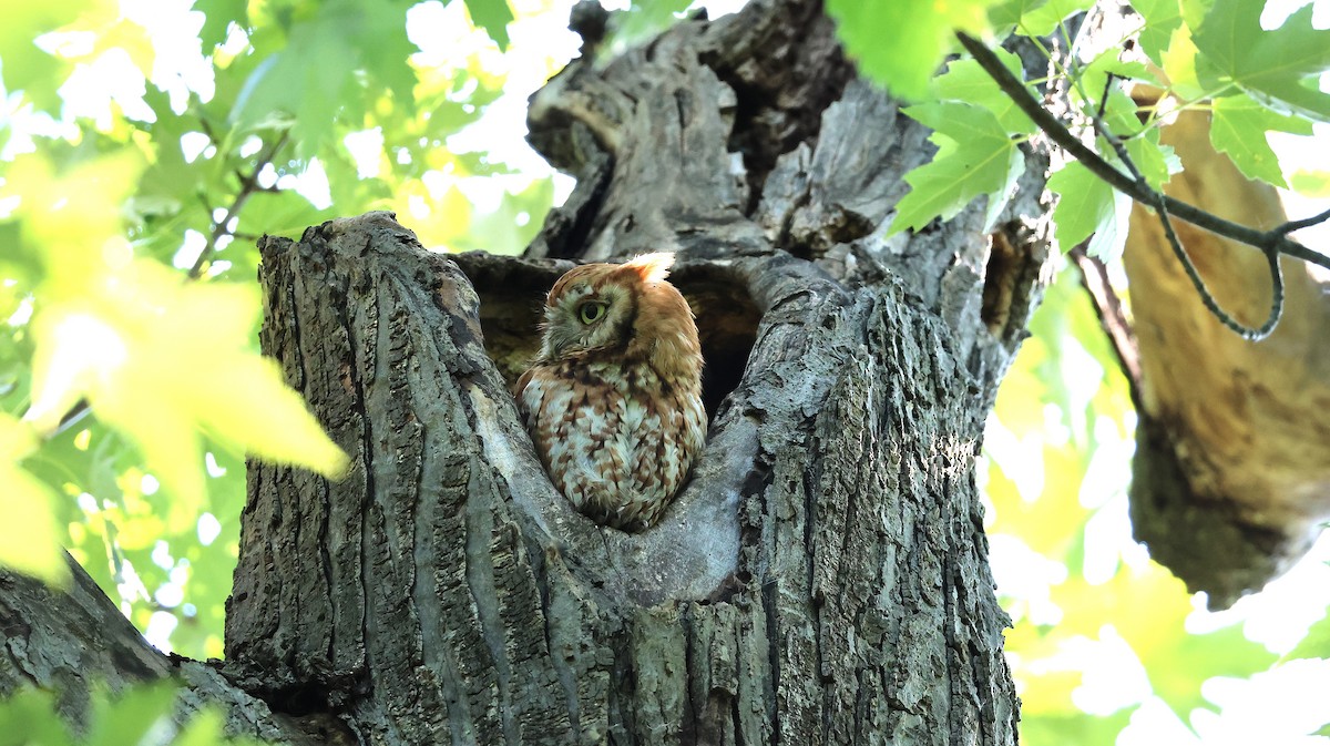 Eastern Screech-Owl - ML638279935