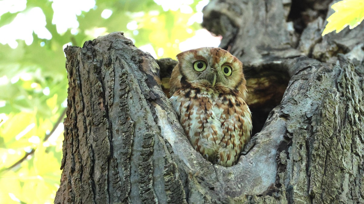 Eastern Screech-Owl - ML638279937