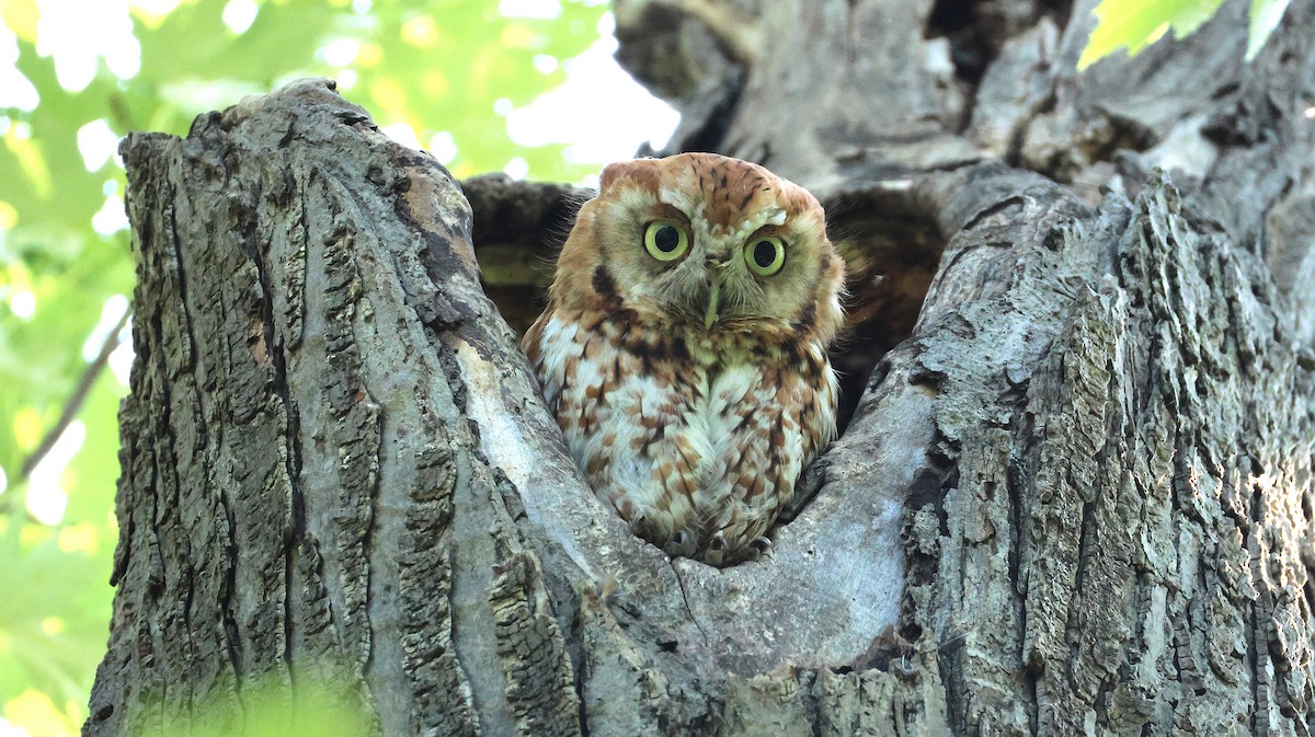 Eastern Screech-Owl - ML638279938