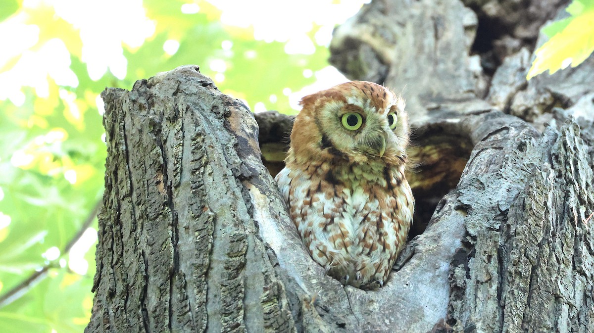 Eastern Screech-Owl - ML638279939