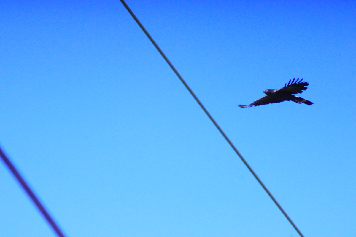 Crane Hawk - ML638279944