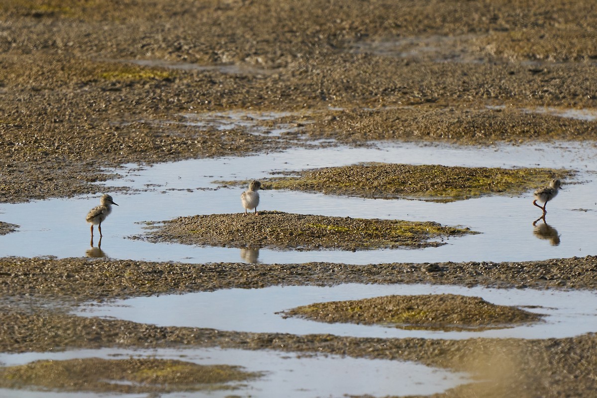Black-winged Stilt - ML638279959