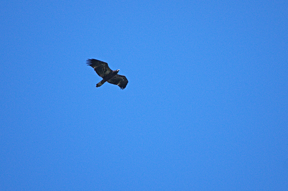 Weißkopf-Seeadler - ML638279962