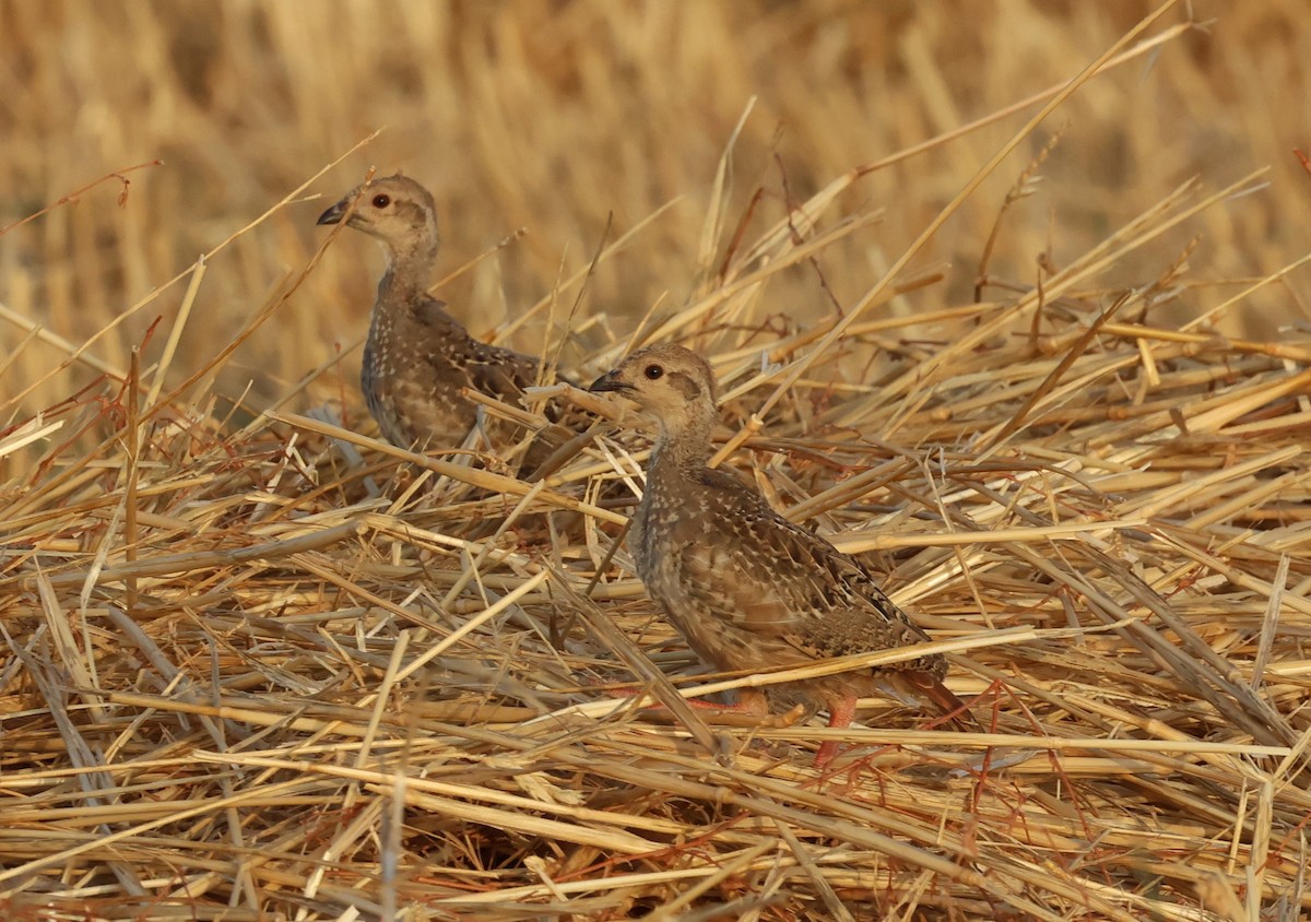 Red-legged Partridge - ML638279970
