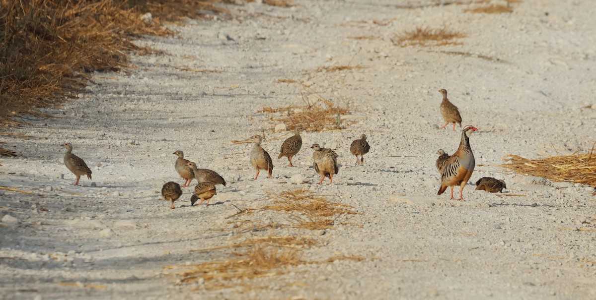 Red-legged Partridge - ML638279971