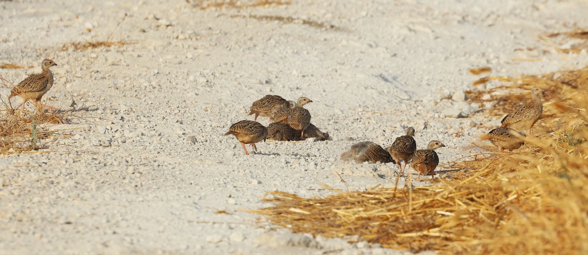 Red-legged Partridge - ML638279972