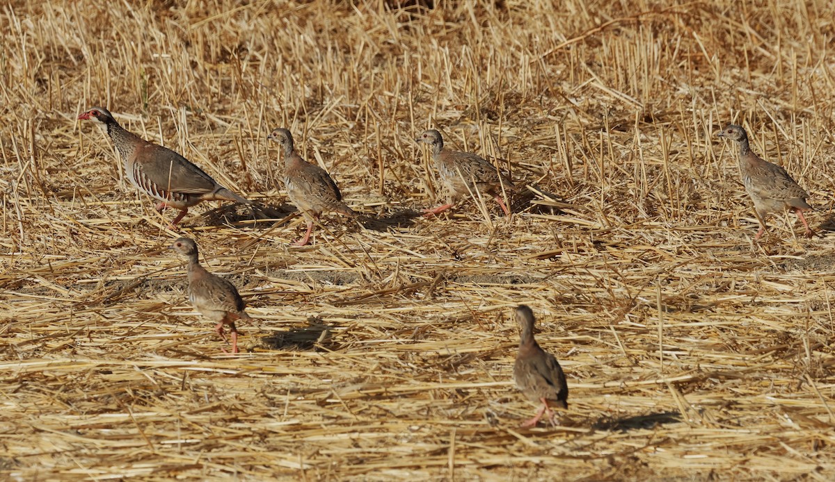 Red-legged Partridge - ML638279973