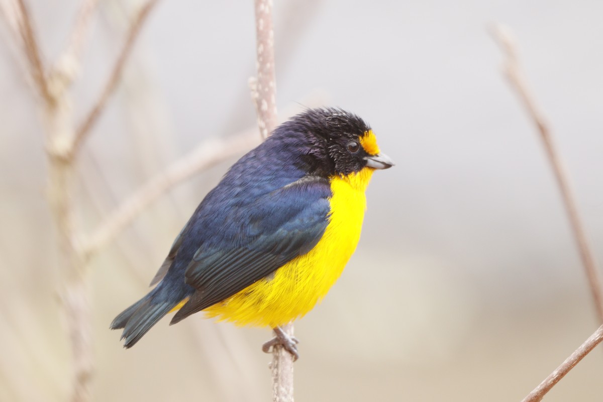 Violaceous Euphonia - ML638279992