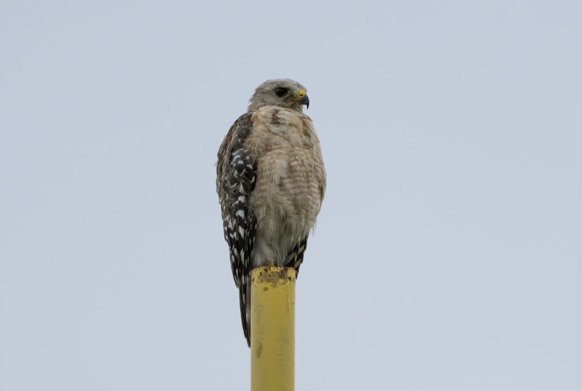 Red-shouldered Hawk - ML638279996