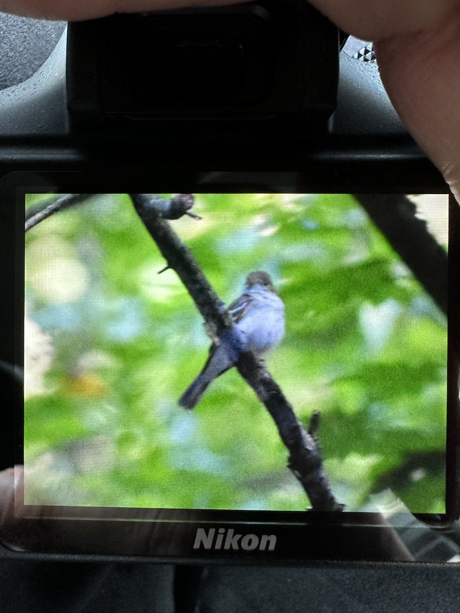 Acadian Flycatcher - ML638280007