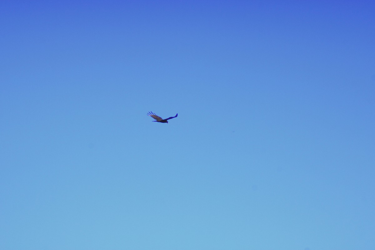 Zone-tailed Hawk - ML638280013