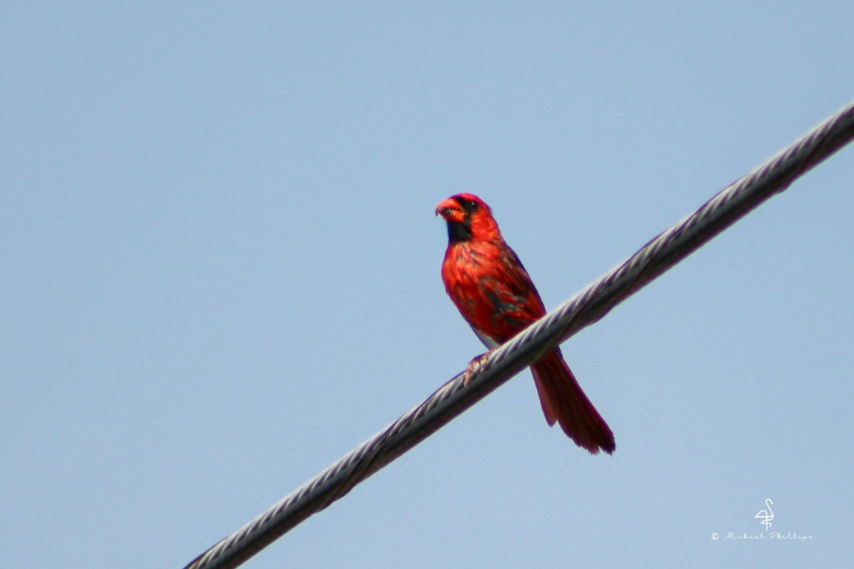 Cardinal rouge - ML638280015