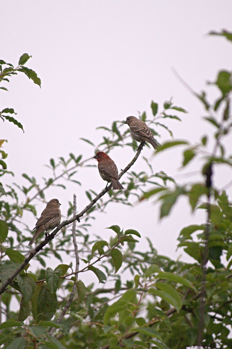 House Finch - ML638280016