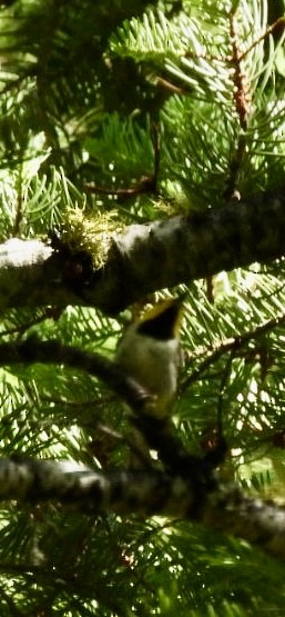 Hermit Warbler - ML638280018