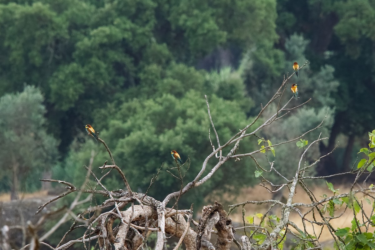 European Bee-eater - ML638280029