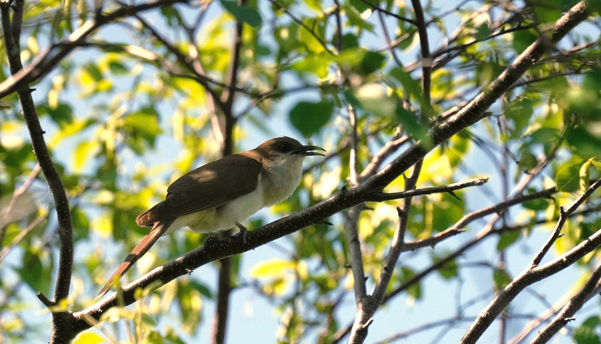 Black-billed Cuckoo - ML638280034