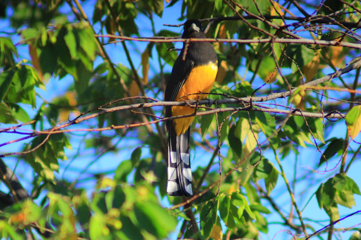 Black-headed Trogon - ML638280042