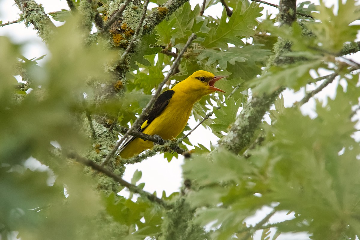 Eurasian Golden Oriole - ML638280044