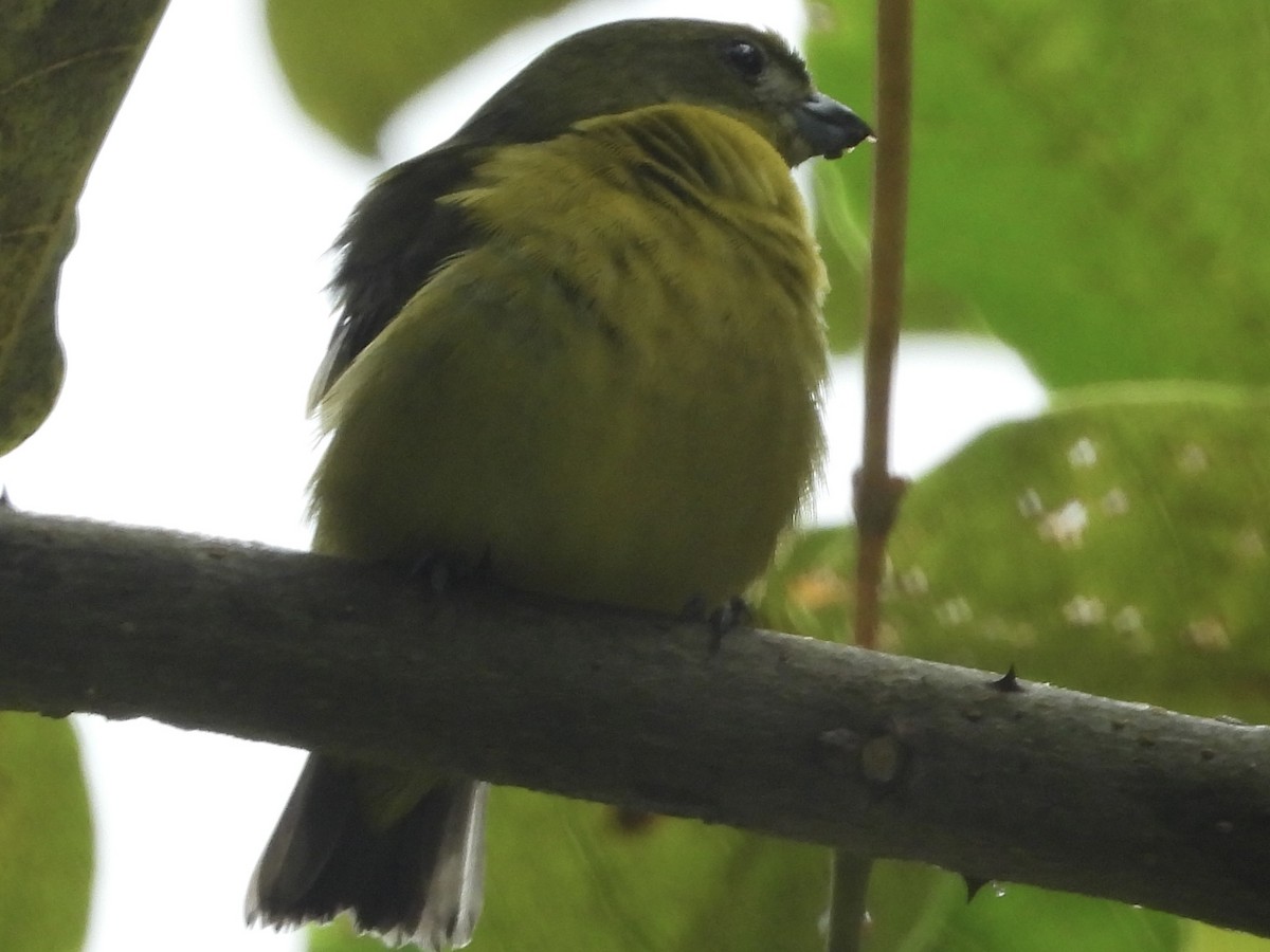 Thick-billed Euphonia - ML638280045