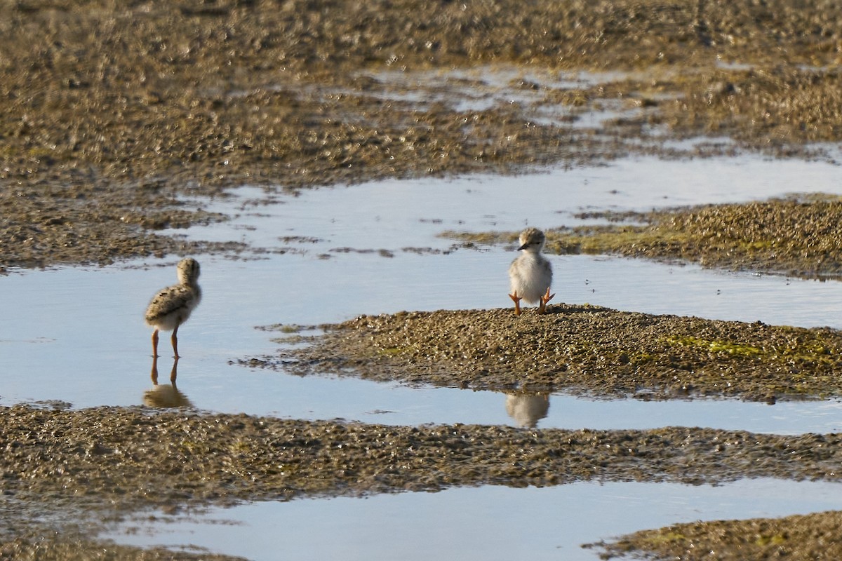 Black-winged Stilt - ML638280049