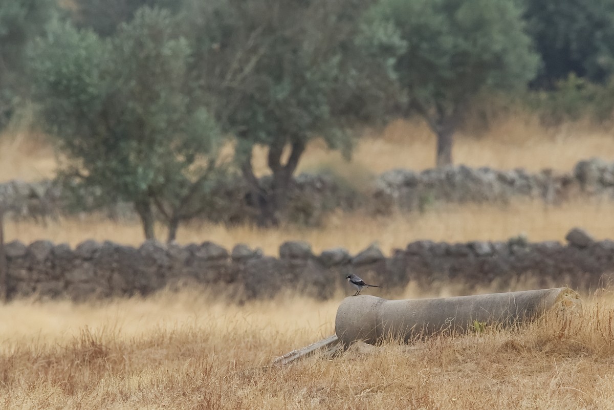 Iberian Gray Shrike - ML638280054