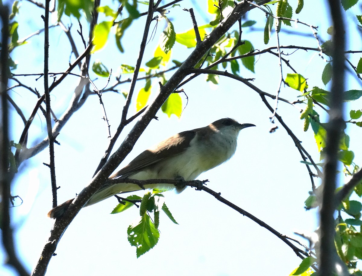 Black-billed Cuckoo - ML638280055