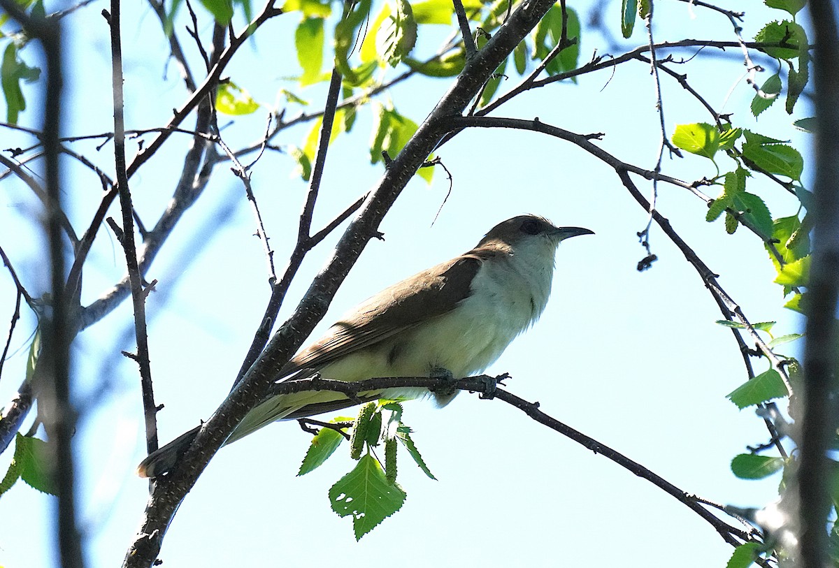 Black-billed Cuckoo - ML638280056