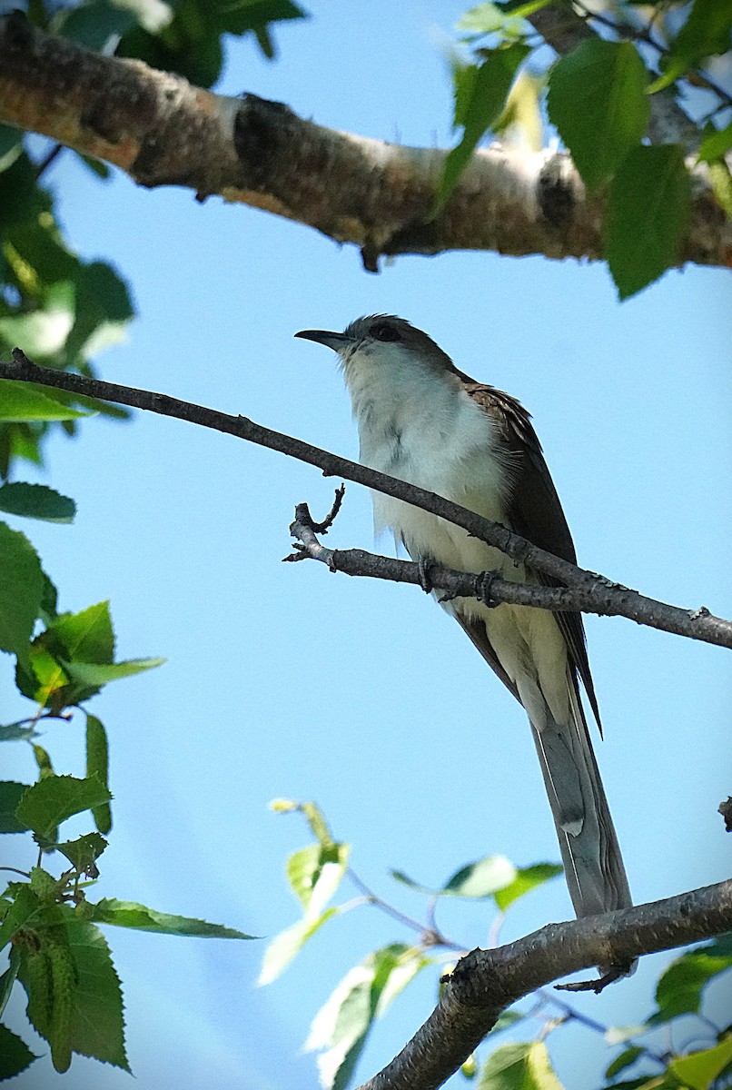 Black-billed Cuckoo - ML638280067