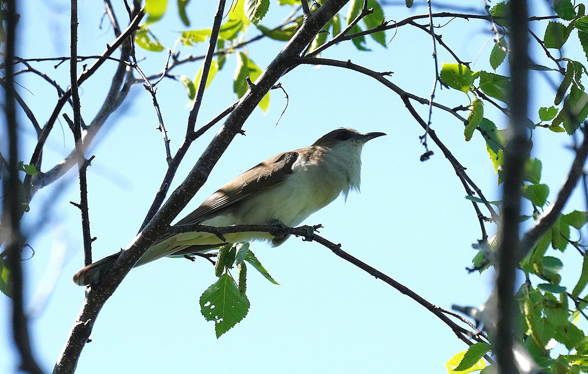 Black-billed Cuckoo - ML638280069