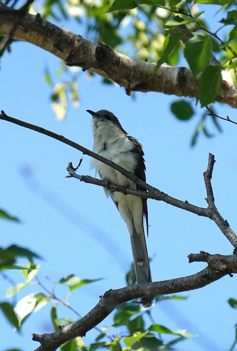 Black-billed Cuckoo - ML638280070