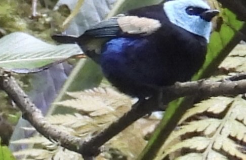 Blue-necked Tanager - ML638280079