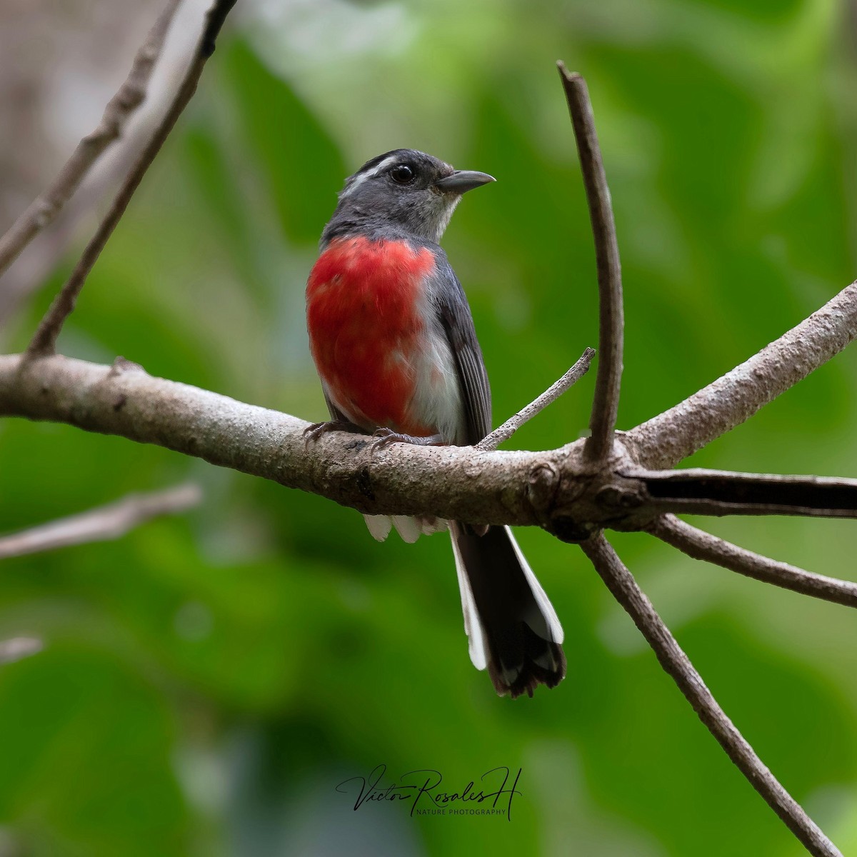 Gray-throated Chat - ML638280081