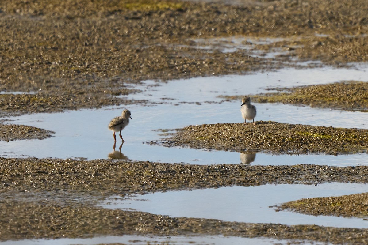 Black-winged Stilt - ML638280088