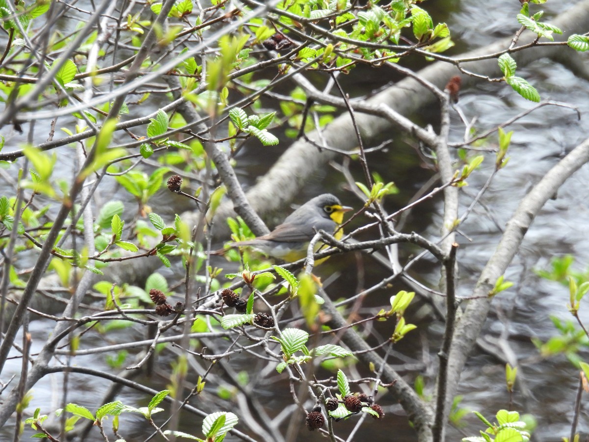 Canada Warbler - ML638280092