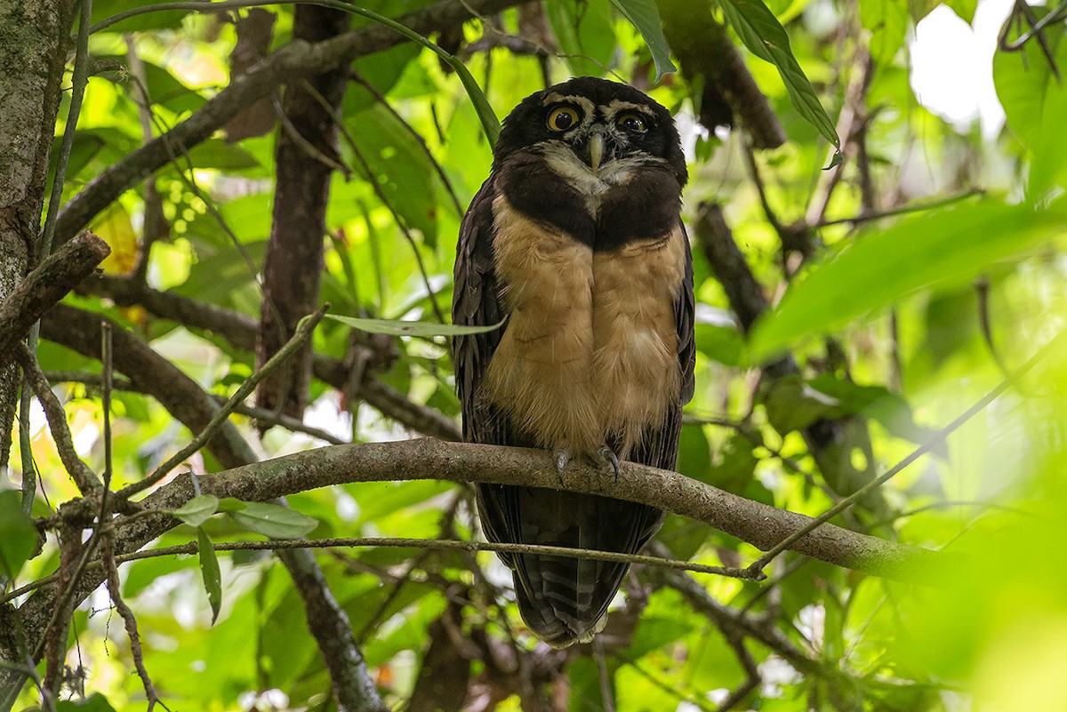 Spectacled Owl - ML638280102
