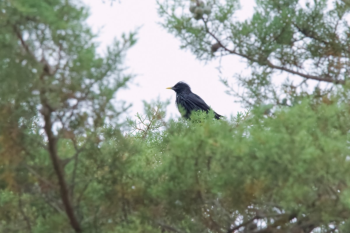 Spotless Starling - ML638280104