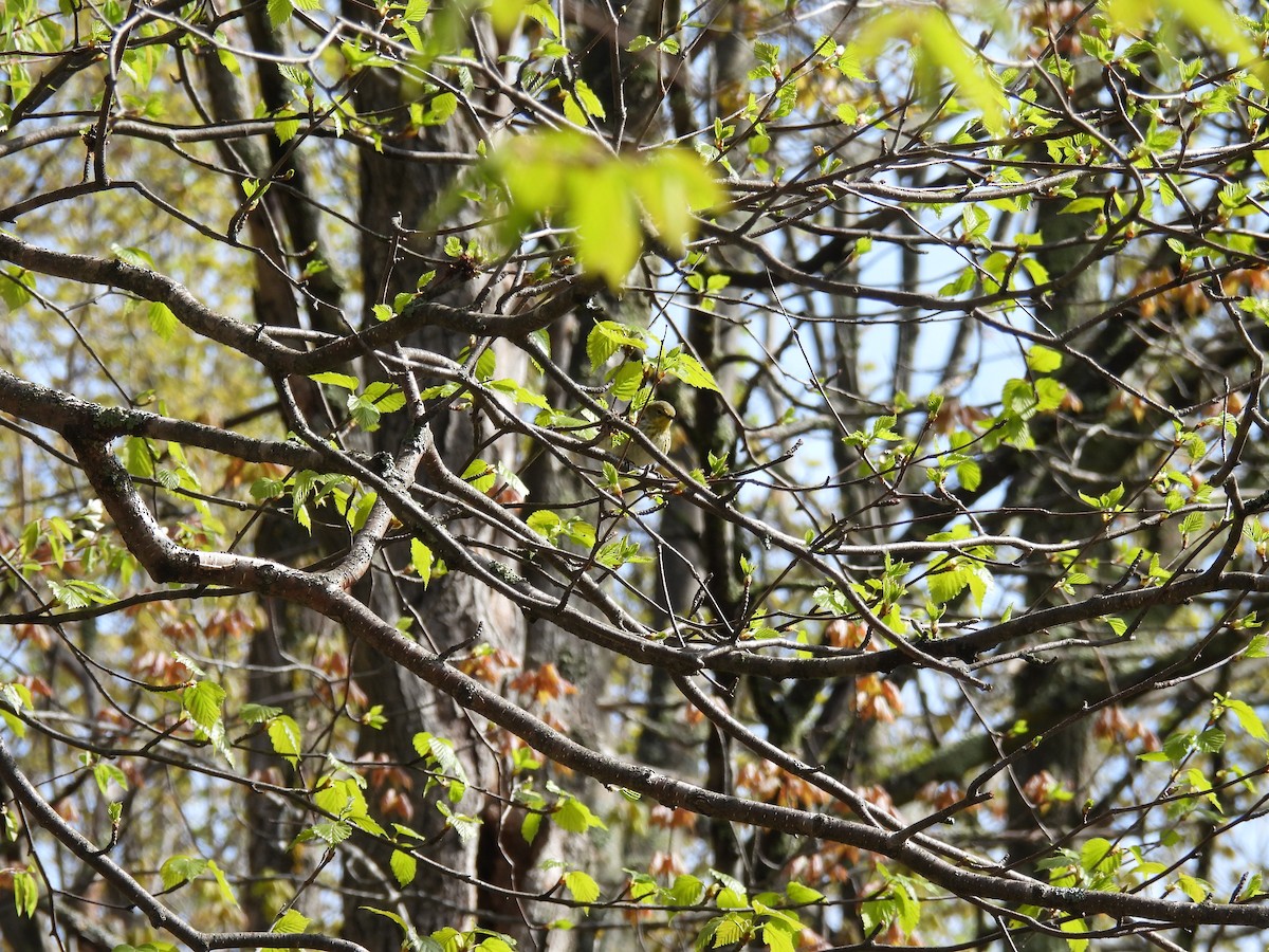 Cape May Warbler - ML638280105