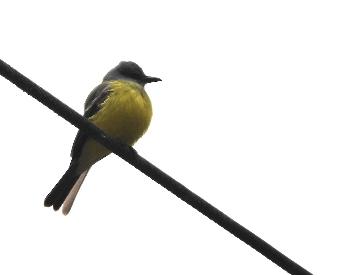Tropical Kingbird - ML638280108