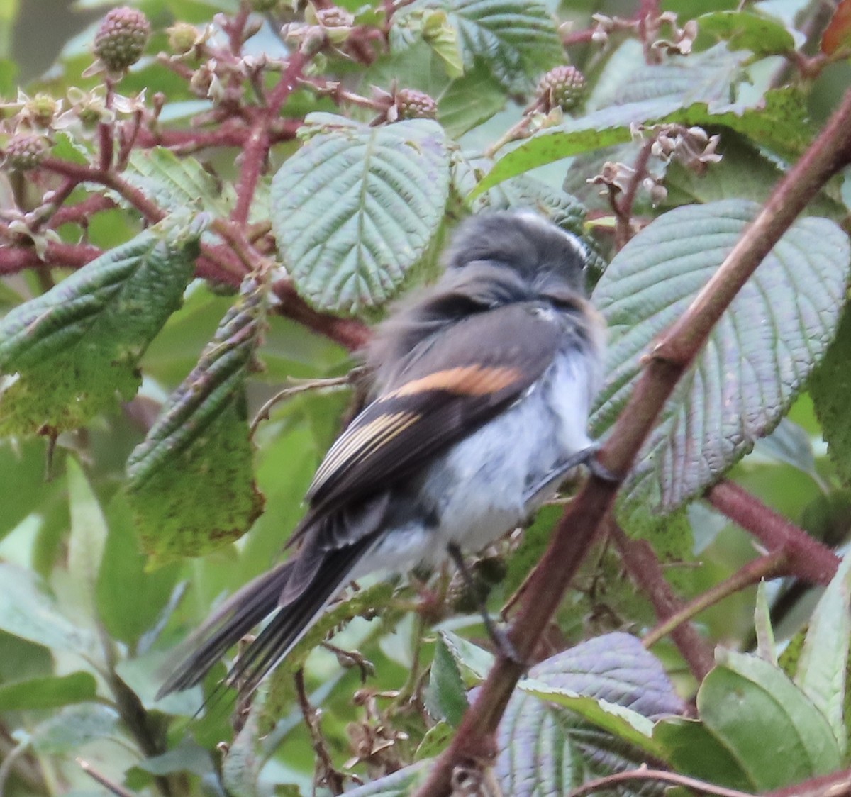 Rufous-breasted Chat-Tyrant - ML638280115