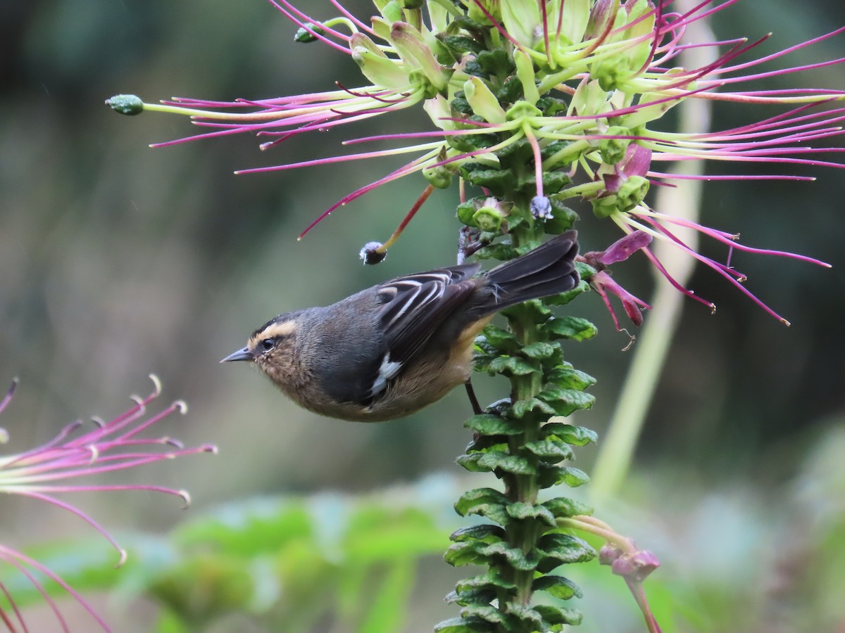 Cinereous Conebill - ML638280119