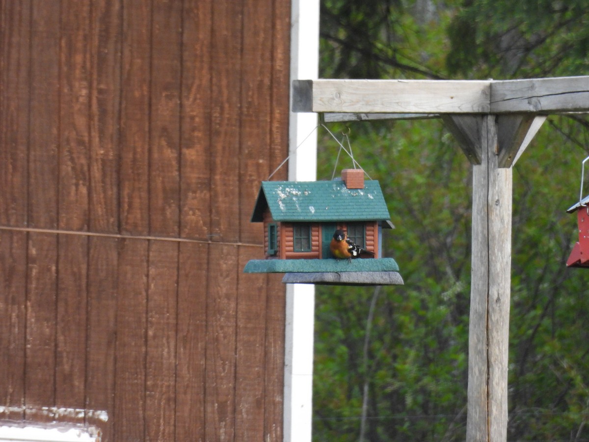 Black-headed Grosbeak - ML638280129