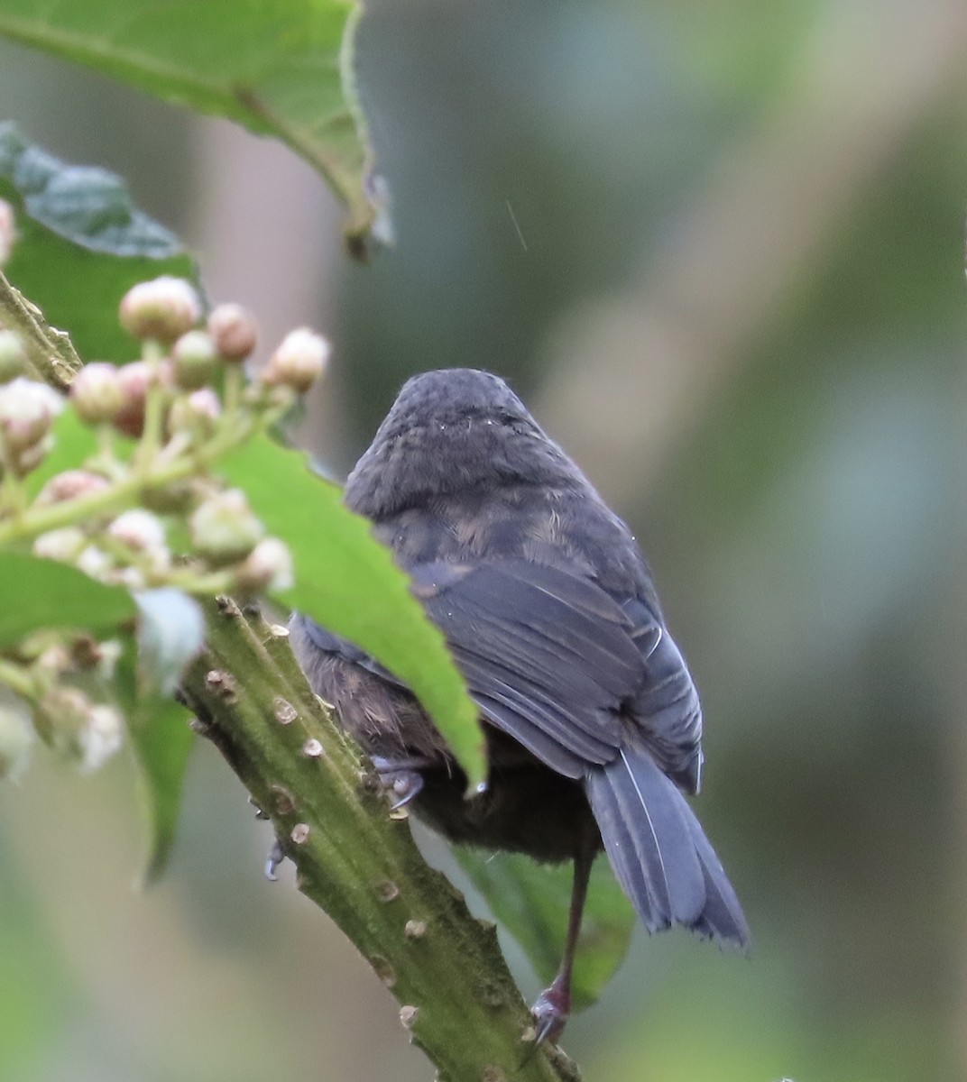 Black Flowerpiercer - ML638280131