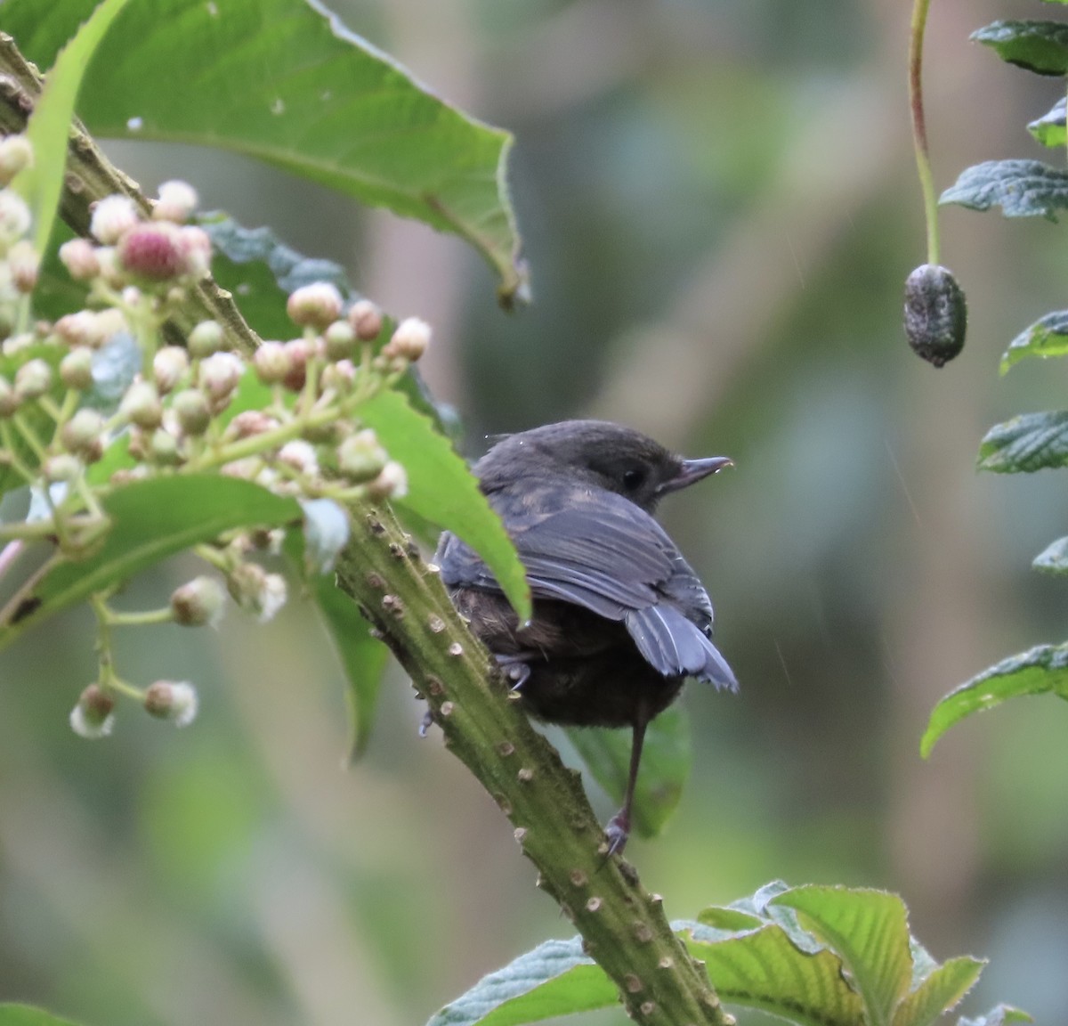 Black Flowerpiercer - ML638280132