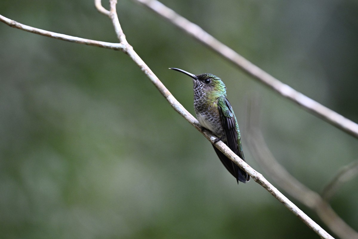 White-necked Jacobin - ML638280144
