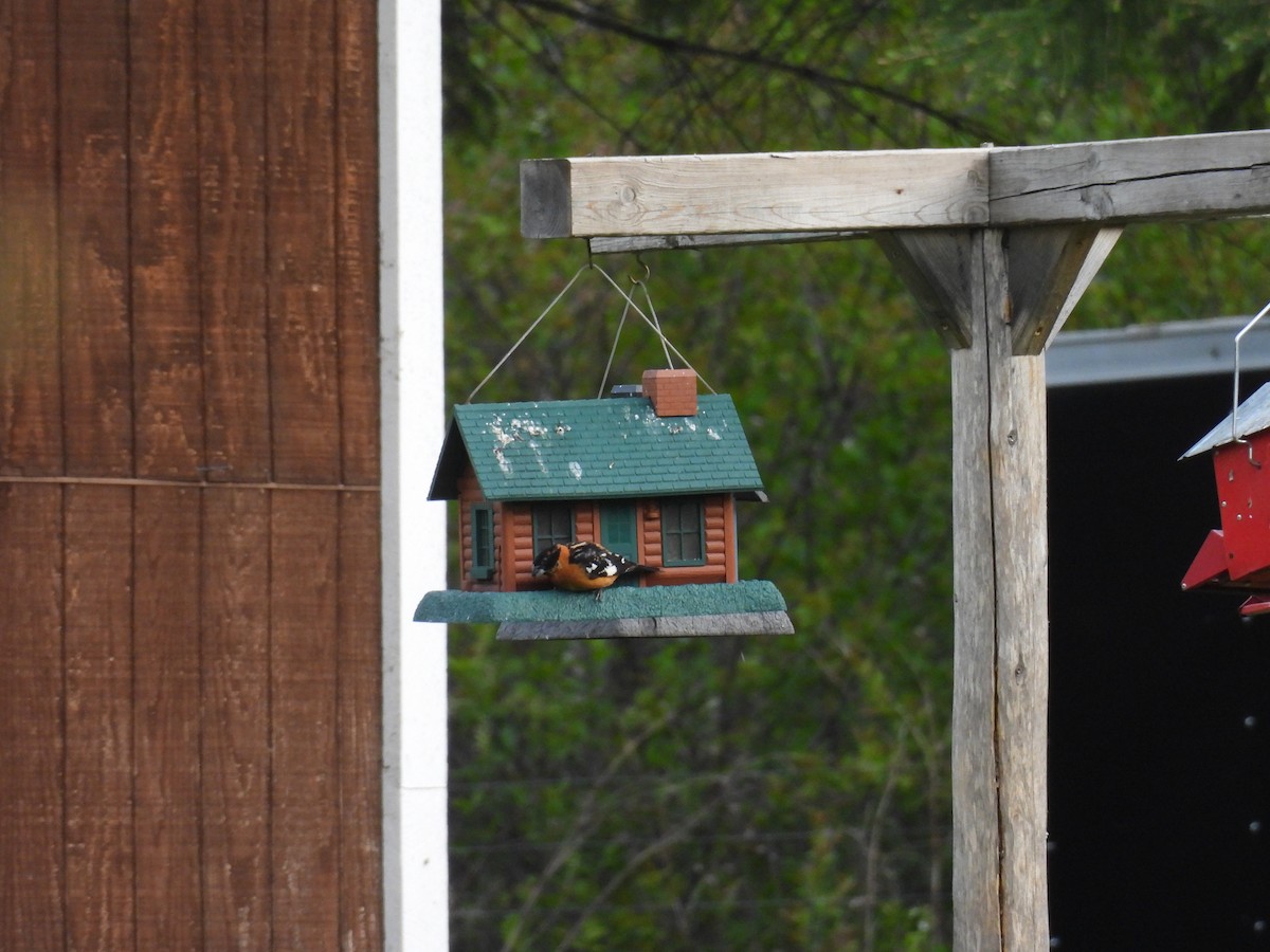 Black-headed Grosbeak - ML638280153