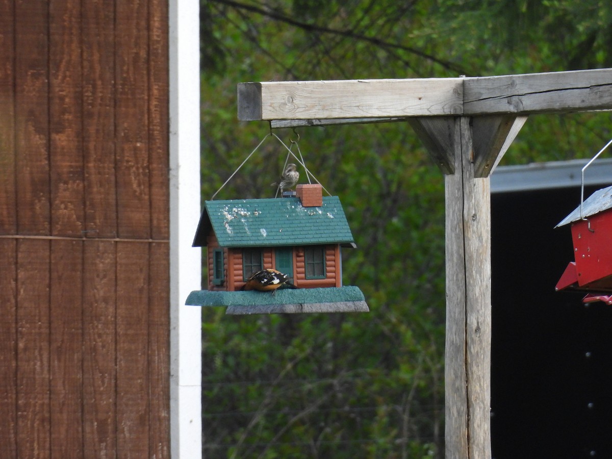 Black-headed Grosbeak - ML638280156