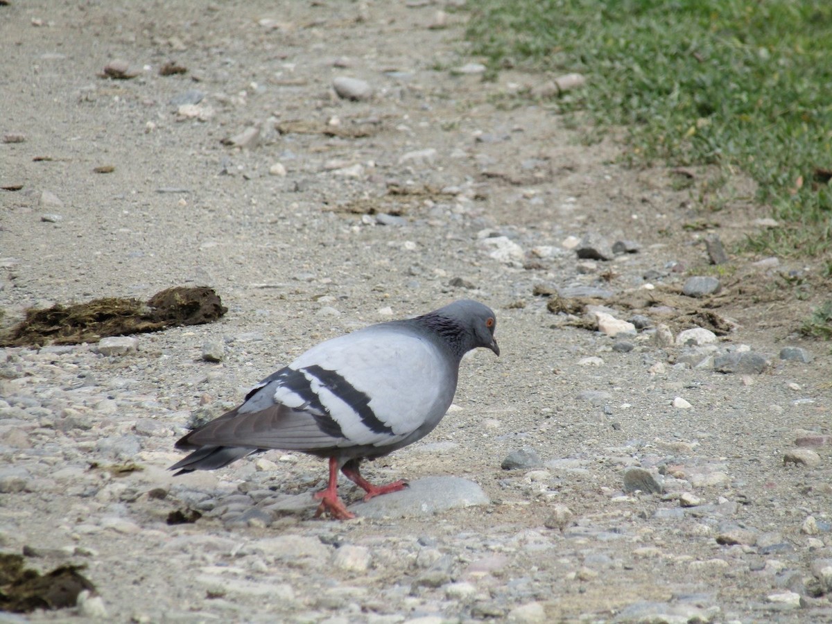 klippedue (Wild type) - ML638280161